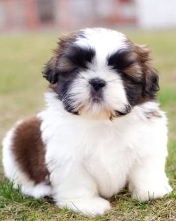 cachorros-shihtzu-medellin