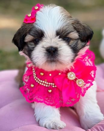 cachorros-shihtzu-medellin1