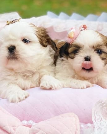 cachorros-shihtzu-medellin2