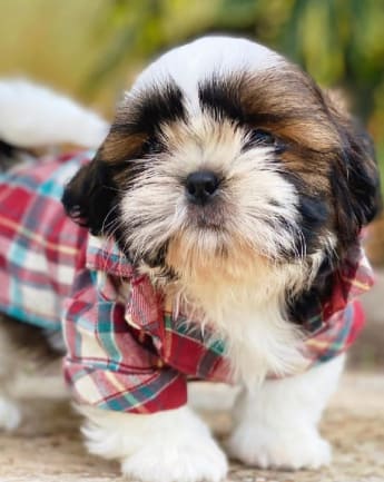 cachorros-shihtzu-medellin3