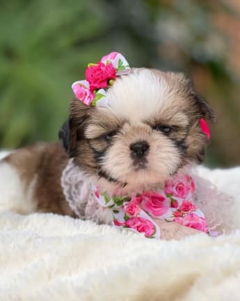 cachorros-shihtzu-medellin4