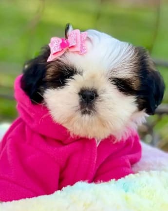 cachorros-shihtzu-medellin5