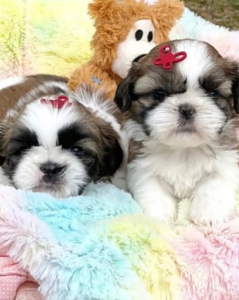 cachorros-shihtzu-medellin6