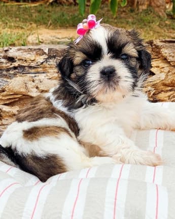 cachorros-shihtzu-medellin7