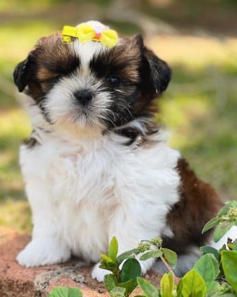 cachorros-shihtzu-medellin8