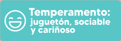 temperamento-shihtzu